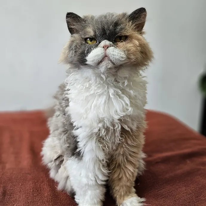 Cats With Jazz - San Francisco Bay Area Cat Sitter