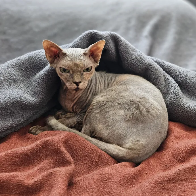 Cats With Jazz - San Francisco Bay Area Cat Sitter