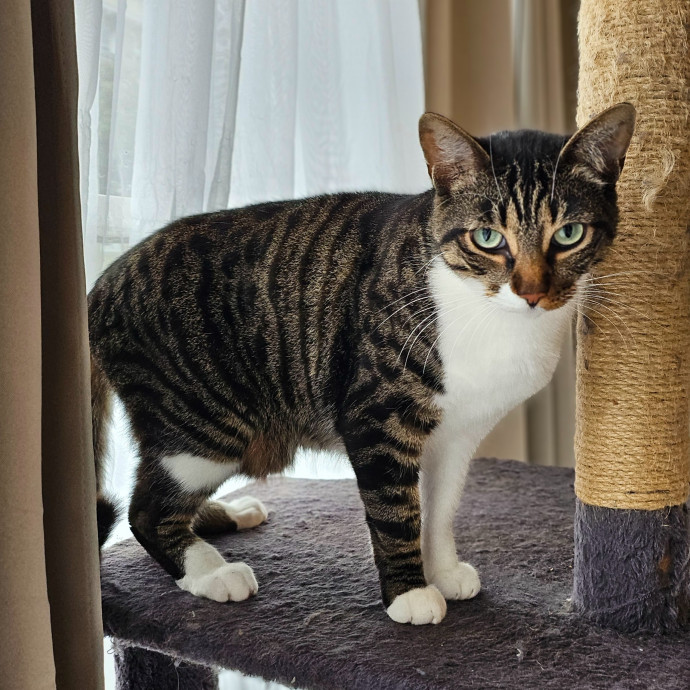 Cats With Jazz Llc - Certified Cat Care