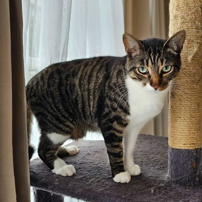Cats With Jazz - San Francisco Bay Area Cat Sitter