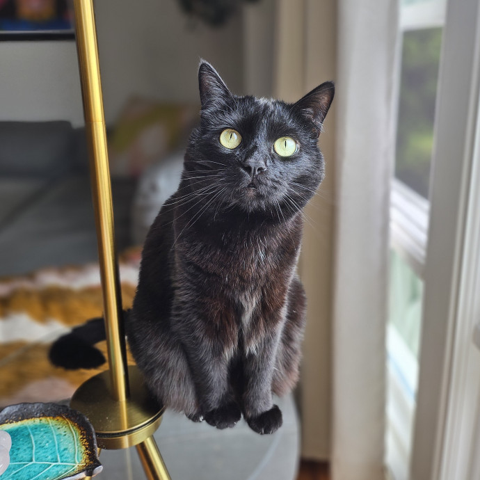 Cats With Jazz Llc - Certified Cat Care