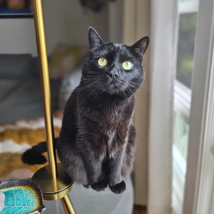 Cats With Jazz - San Francisco Bay Area Cat Sitter