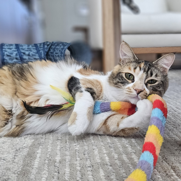 Cats With Jazz Llc - Certified Cat Care
