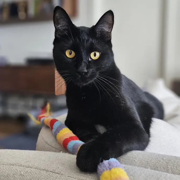 Cats With Jazz - San Francisco Bay Area Cat Sitter