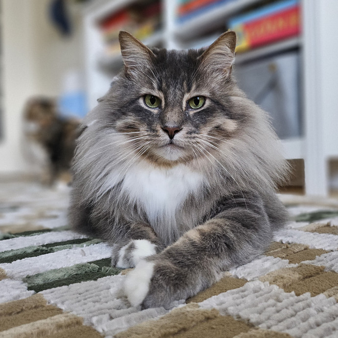 Cats With Jazz Llc - Certified Cat Care