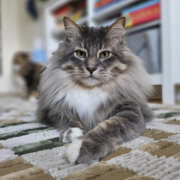 Cats With Jazz - San Francisco Bay Area Cat Sitter