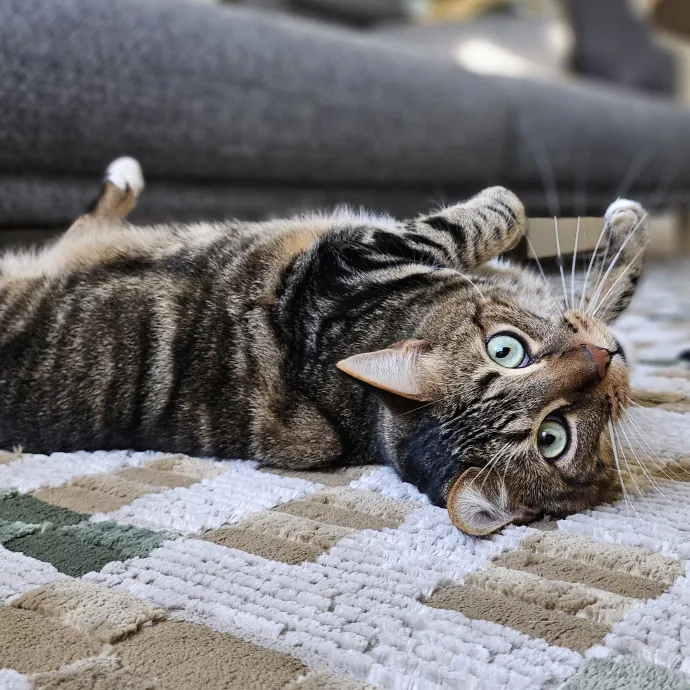 Cats With Jazz - San Francisco Bay Area Cat Sitter