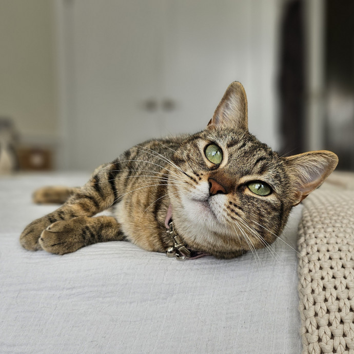 Cats With Jazz Llc - Certified Cat Care