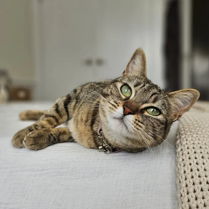 Cats With Jazz - San Francisco Bay Area Cat Sitter