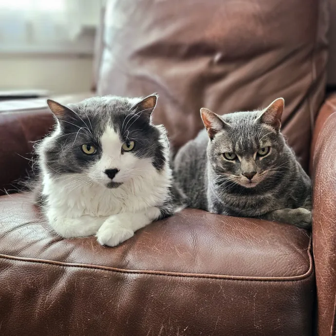 Cats With Jazz - San Francisco Bay Area Cat Sitter