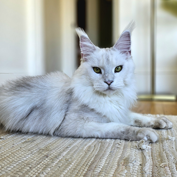 Cats With Jazz Llc - Certified Cat Care
