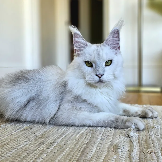 Cats With Jazz - San Francisco Bay Area Cat Sitter