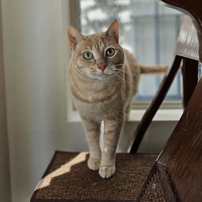 Cats With Jazz - San Francisco Bay Area Cat Sitter photo 4