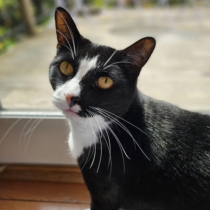 Cats With Jazz - San Francisco Bay Area Cat Sitter photo 3