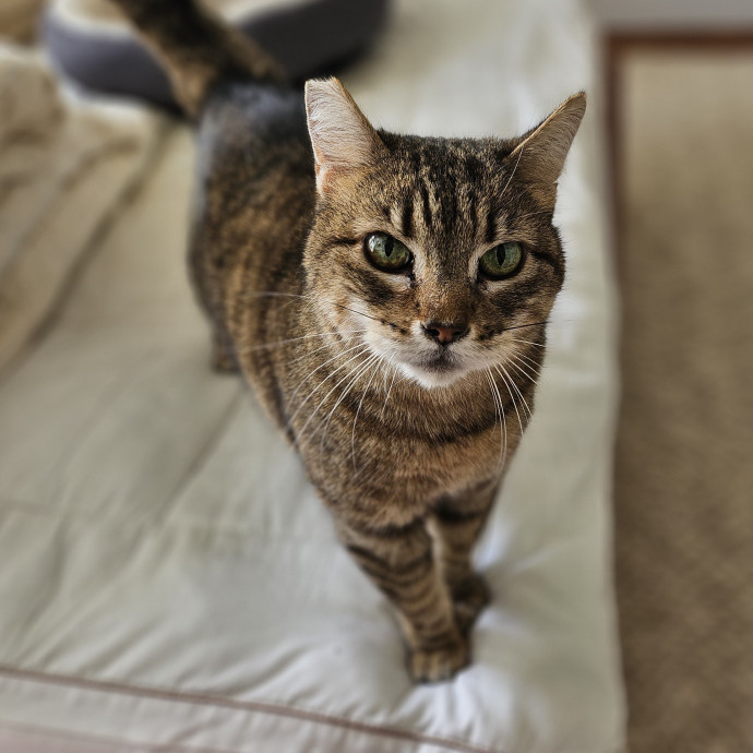 Cats With Jazz Llc - Certified Cat Care photo 2