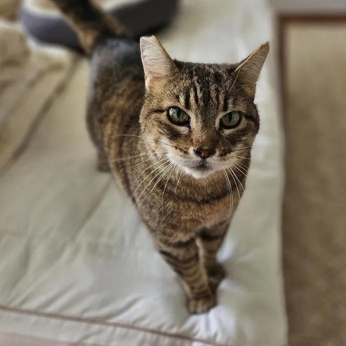 Cats With Jazz - San Francisco Bay Area Cat Sitter photo 2