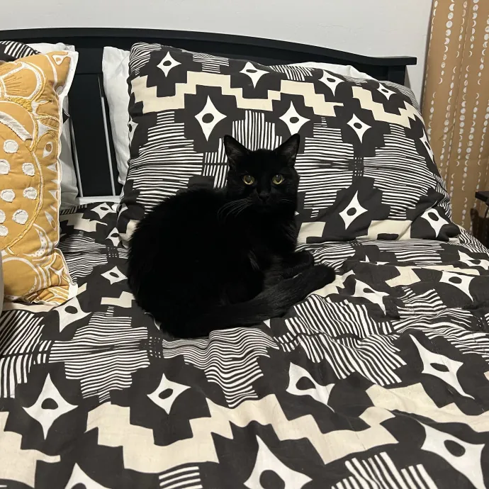 Experienced Multi-Cat Household Sitter