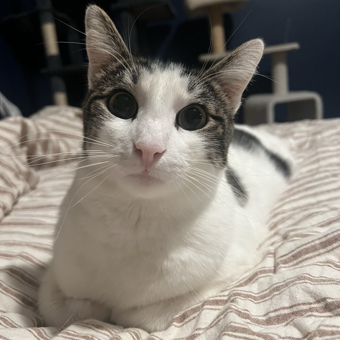 Experienced Multi-Cat Household Sitter