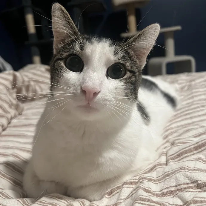 Experienced Multi-Cat Household Sitter