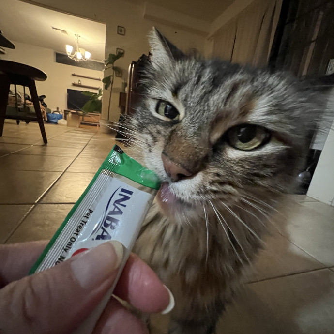 Experienced Multi-Cat Household Sitter