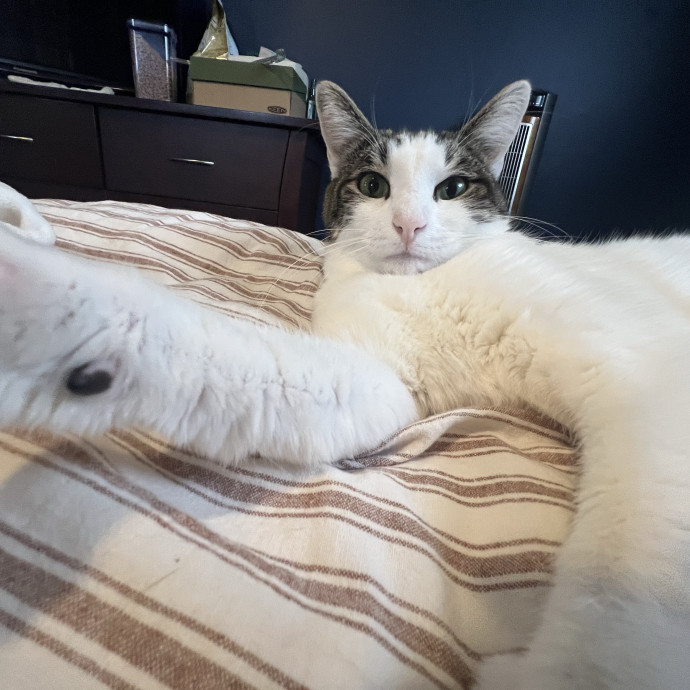 Experienced Multi-Cat Household Sitter