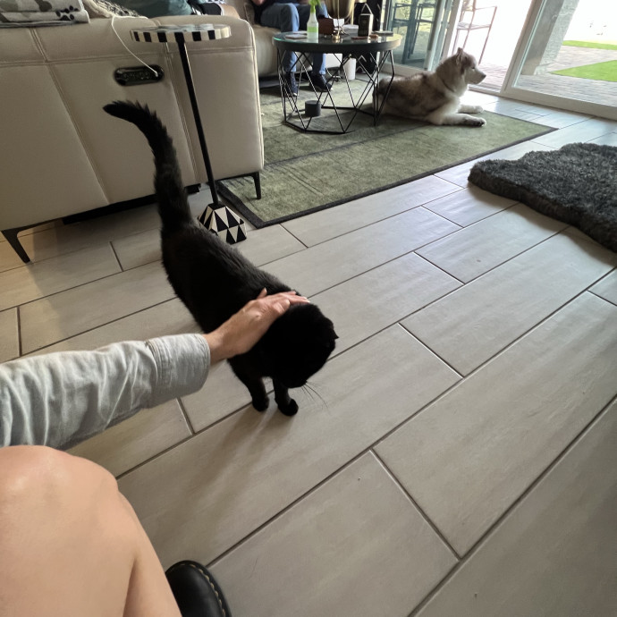 Experienced Multi-Cat Household Sitter