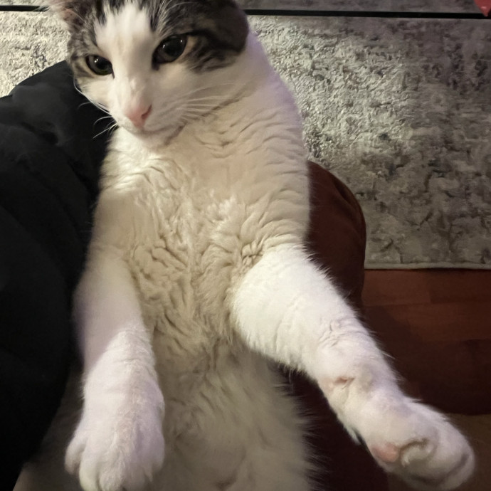 Experienced Multi-Cat Household Sitter photo 3