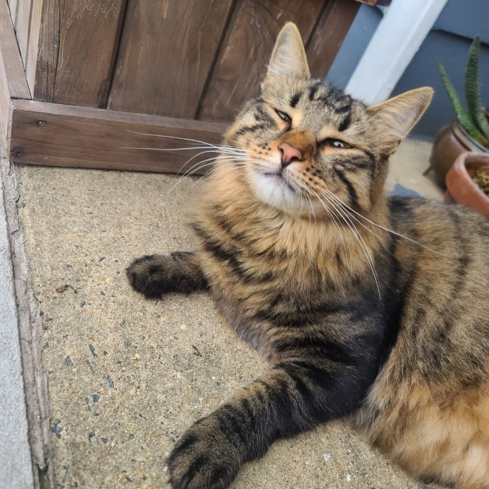 Looking To Pet Every Cat In Somerset