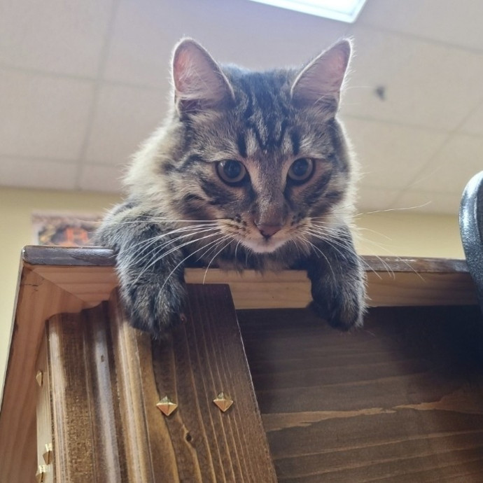 Looking To Pet Every Cat In Somerset