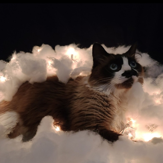 Looking To Pet Every Cat In Somerset