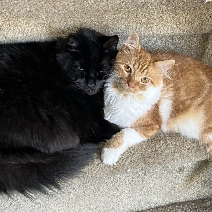 Looking To Pet Every Cat In Somerset