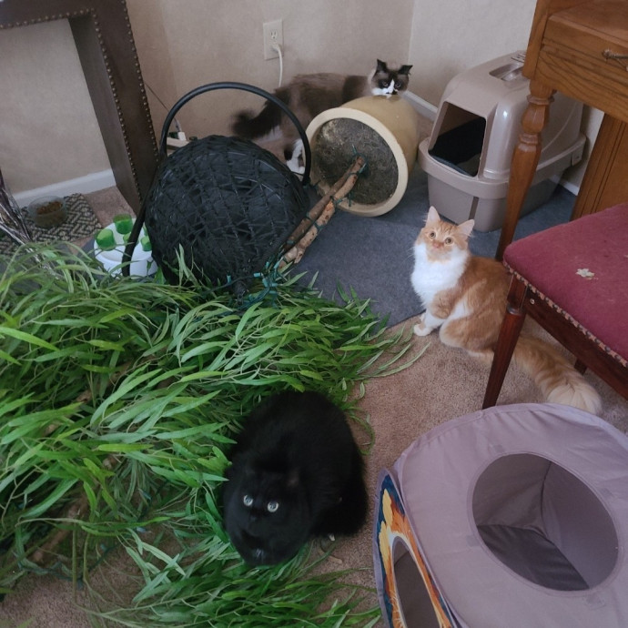 Looking To Pet Every Cat In Somerset