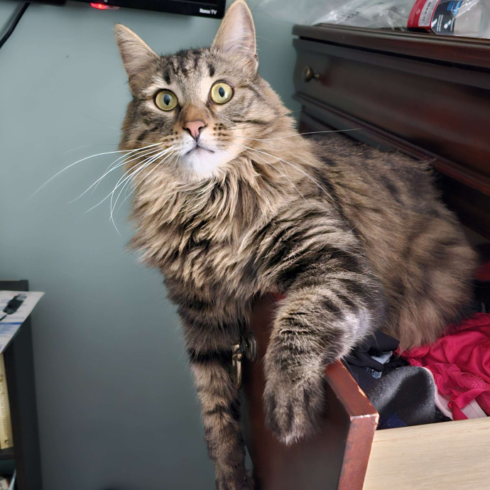 Looking To Pet Every Cat In Somerset