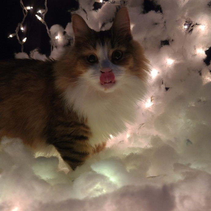 Looking To Pet Every Cat In Somerset photo 3