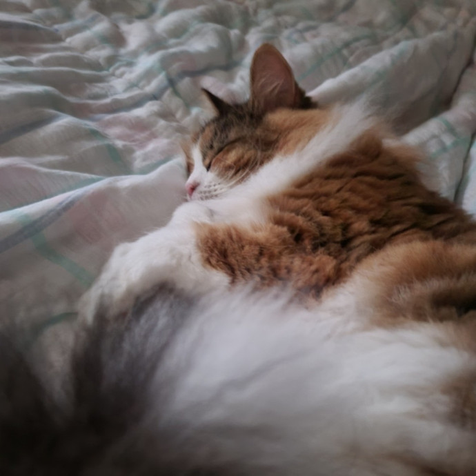 Looking To Pet Every Cat In Somerset photo 2