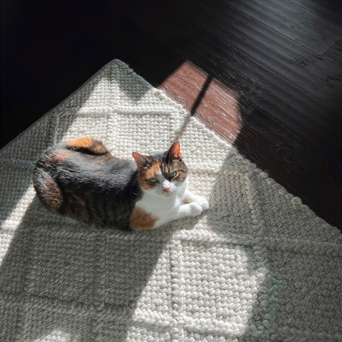 Anne's Litter-Ly Amazing Cat Sitting Nyc