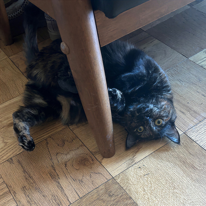 Anne's Litter-Ly Amazing Cat Sitting Nyc