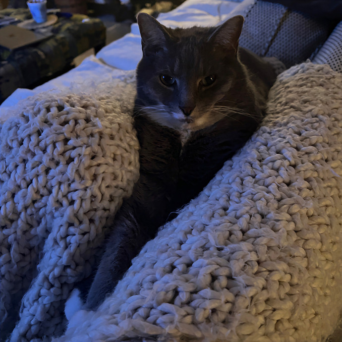 Anne's Litter-Ly Amazing Cat Sitting Nyc photo 3