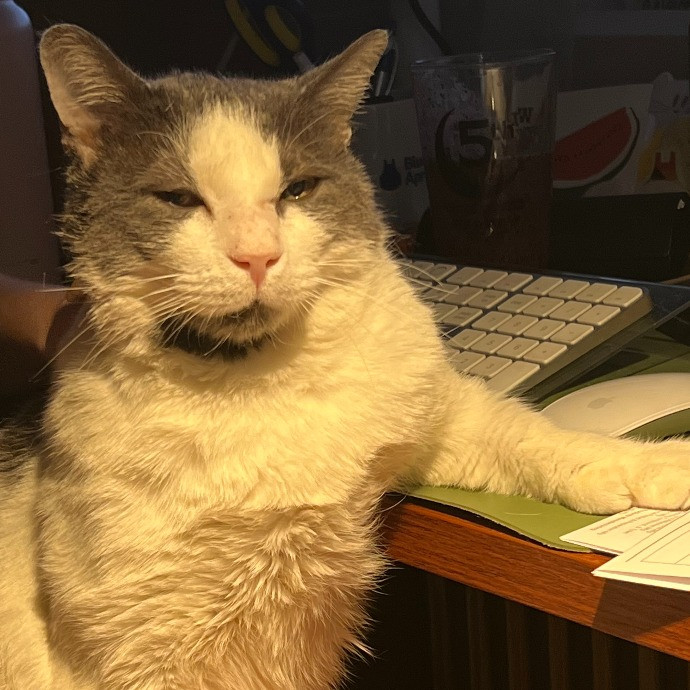 Anne's Litter-Ly Amazing Cat Sitting Nyc photo 2