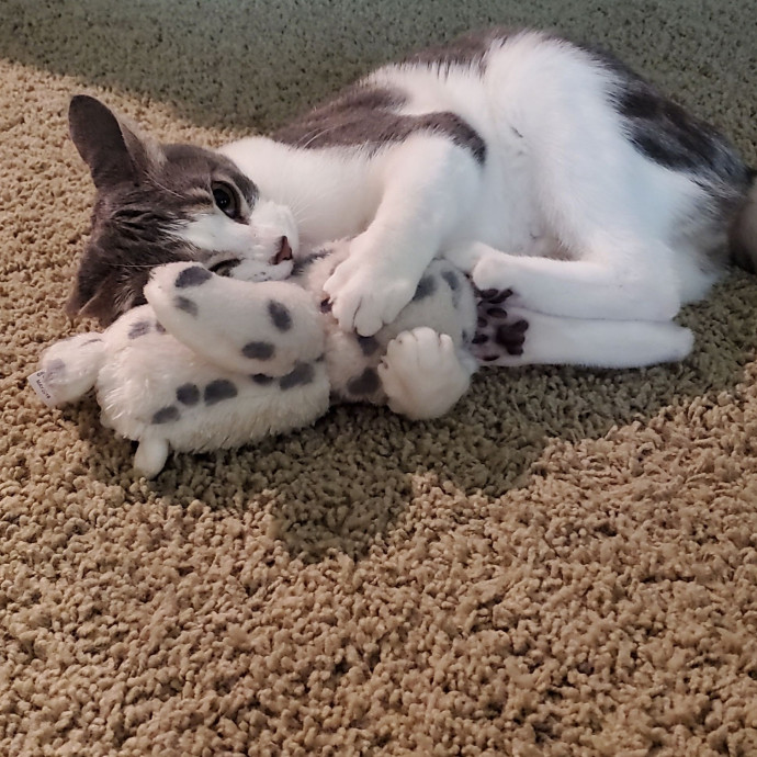 Rye's Meowvelous Seattle Catsitting