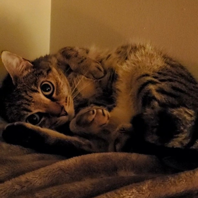 Rye's Meowvelous Seattle Catsitting photo 3