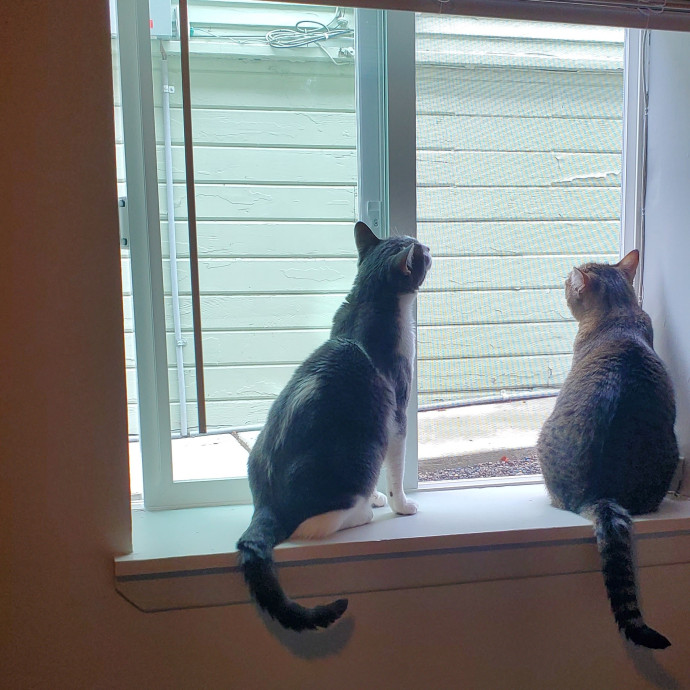 Rye's Meowvelous Seattle Catsitting photo 2