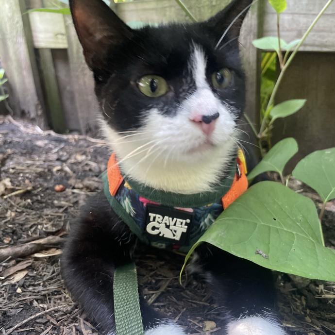 Experienced Foster Parent And Sitter