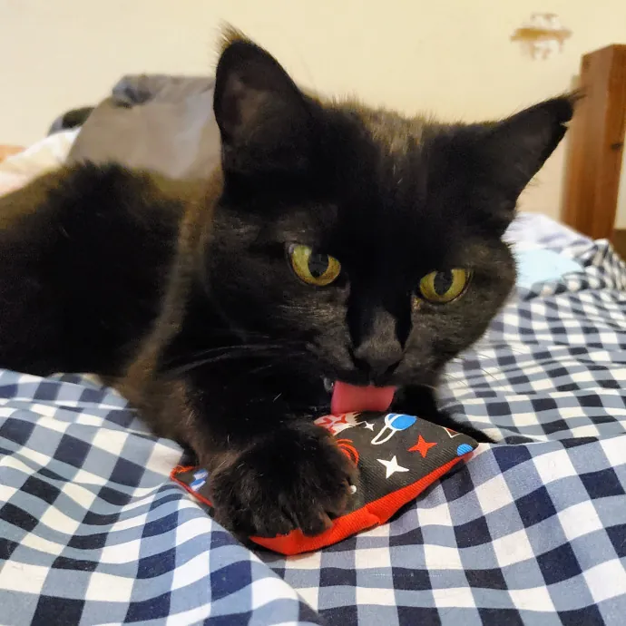Alice Ceila - Devoted Feline Caretaker