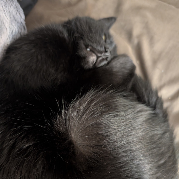 Experienced Cat Sitter And Cat Lover photo 3