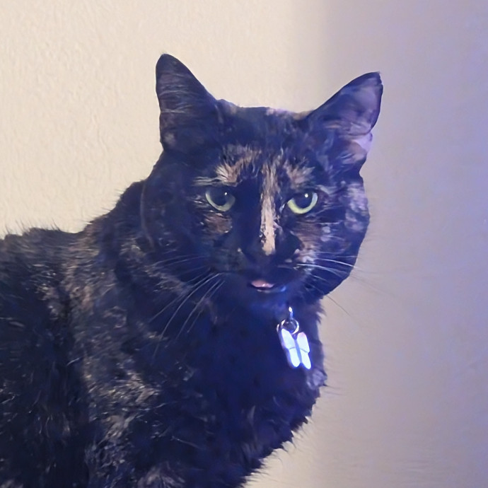 Experienced Cat Sitter And Cat Lover photo 2