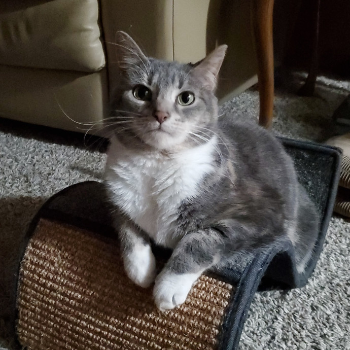 Crazy About Your Cat Lady