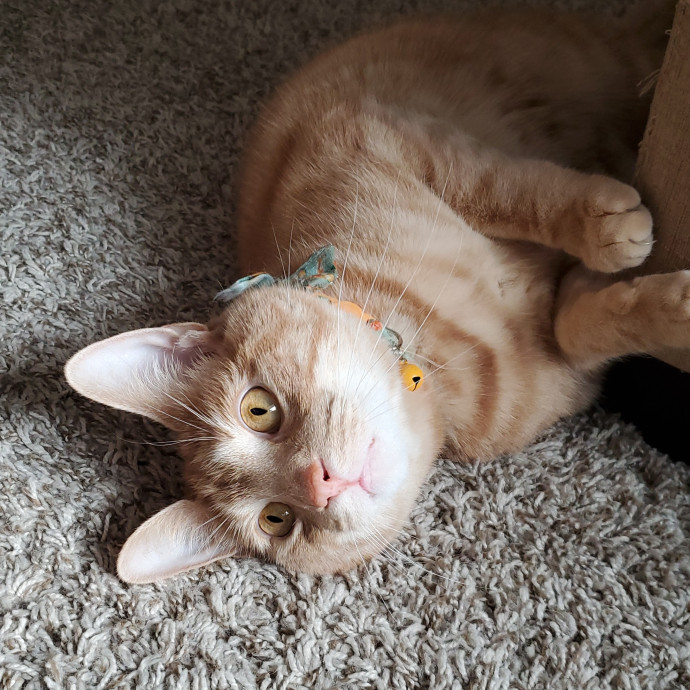 Crazy About Your Cat Lady