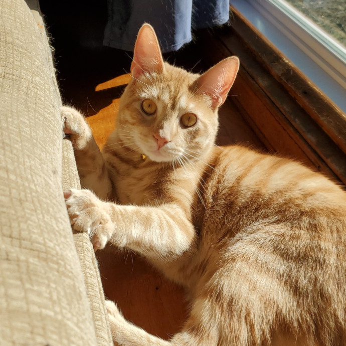 Crazy About Your Cat Lady