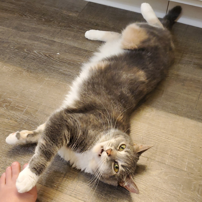 Crazy About Your Cat Lady